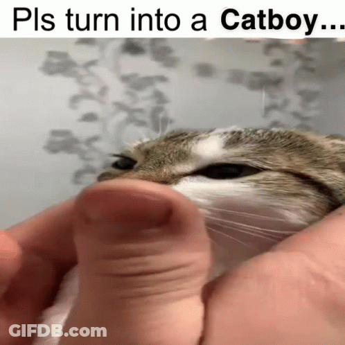 A Close Up Of A Cat Being Held By A Person With The Caption Pls Turn Into A Catboy GIF