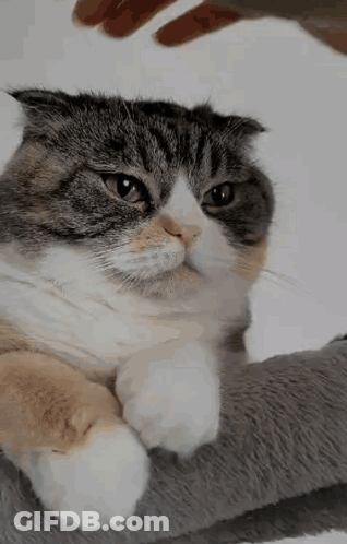 A Close Up Of A Cat Being Petting By A Person . GIF