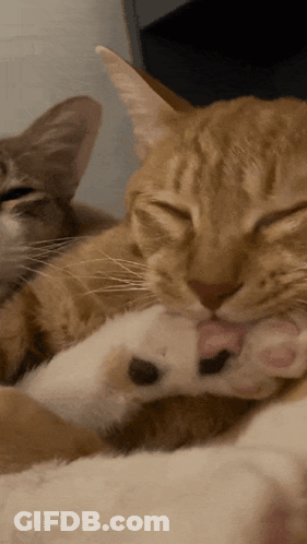 A Close Up Of A Cat Cleaning Its Paw GIF