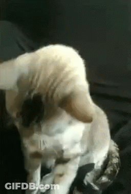 A Close Up Of A Cat Cleaning Itself On A Bed . GIF