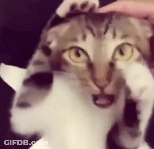 A Close Up Of A Cat Covering Its Face With Its Paw While Being Petted By A Person . GIF