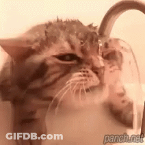 A Close Up Of A Cat Drinking Water From A Faucet . GIF