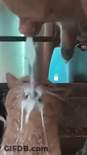 A Close Up Of A Cat Drinking Water From A Fountain . GIF