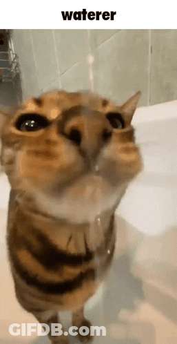 A Close Up Of A Cat Drinking Water With The Word Waterer Below It GIF