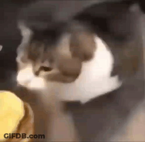 A Close Up Of A Cat Eating A Hamburger . GIF