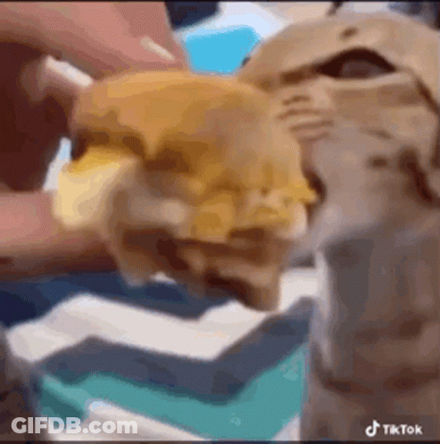 A Close Up Of A Cat Eating A Hamburger With Cheese . GIF