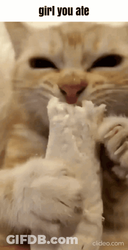 A Close Up Of A Cat Eating A Piece Of Tissue Paper GIF