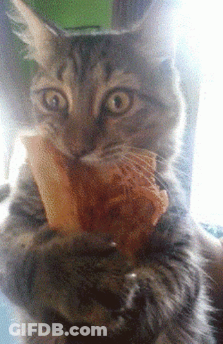 A Close Up Of A Cat Eating A Sandwich GIF