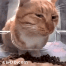 A Close Up Of A Cat Eating Food From A Glass Bowl . GIF
