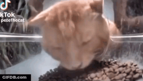 A Close Up Of A Cat Eating Food From A Plastic Container . GIF