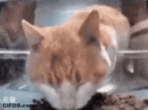 A Close Up Of A Cat Eating From A Bowl . GIF