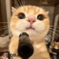 A Close Up Of A Cat Holding A Black Object In Its Paws . GIF