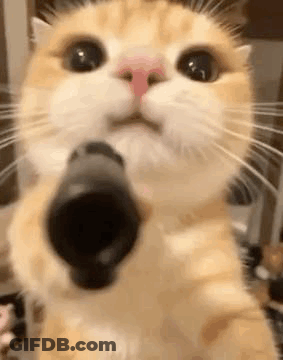 A Close Up Of A Cat Holding A Gun In Front Of Its Face . GIF