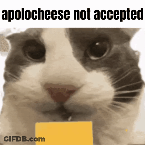 A Close Up Of A Cat Holding A Piece Of Cheese With The Words Apologese Not Accepted Above It . GIF