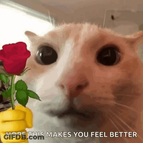 A Close Up Of A Cat Holding A Red Rose With The Words Hope This Makes You Feel Better Below It . GIF