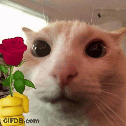 A Close Up Of A Cat Holding A Rose In Its Paw GIF