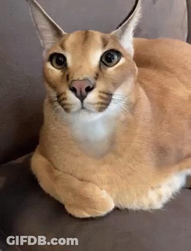A Close Up Of A Cat Laying Down On A Couch . GIF