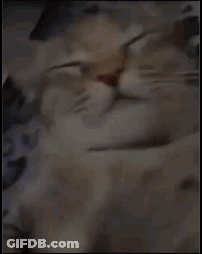 A Close Up Of A Cat Laying Down With Its Eyes Closed . GIF
