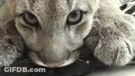 A Close Up Of A Cat Laying Down With Its Head On A Table Looking At The Camera . GIF