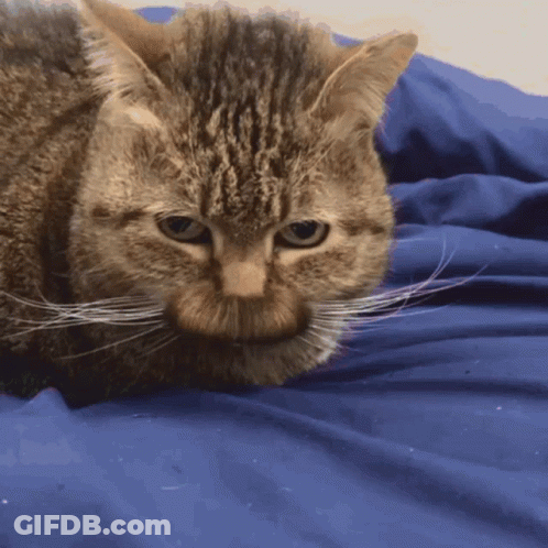 A Close Up Of A Cat Laying On A Bed GIF