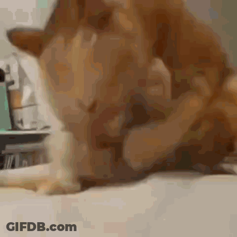 A Close Up Of A Cat Laying On A Bed Cleaning Itself . GIF