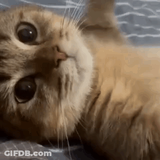 A Close Up Of A Cat Laying On A Bed Looking At The Camera . GIF