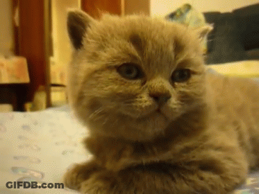 A Close Up Of A Cat Laying On A Bed Looking At The Camera GIF