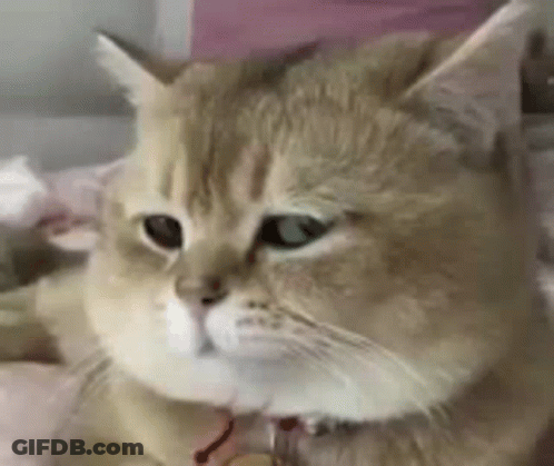 A Close Up Of A Cat Laying On A Bed With A Collar On . GIF