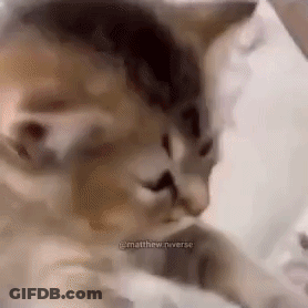 A Close Up Of A Cat Laying On A Bed With A Person . GIF