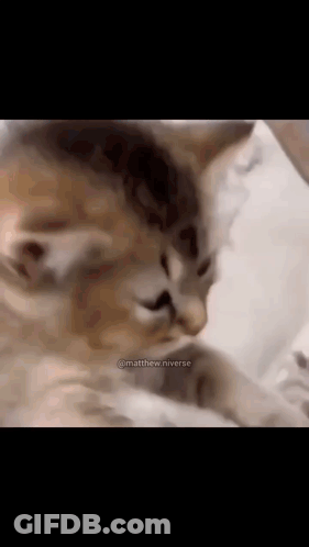 A Close Up Of A Cat Laying On A Bed With Its Eyes Closed . GIF