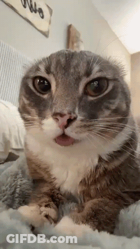 A Close Up Of A Cat Laying On A Bed With Its Tongue Sticking Out GIF
