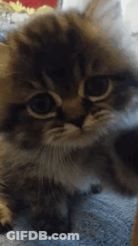 A Close Up Of A Cat Laying On A Blanket Looking At The Camera GIF