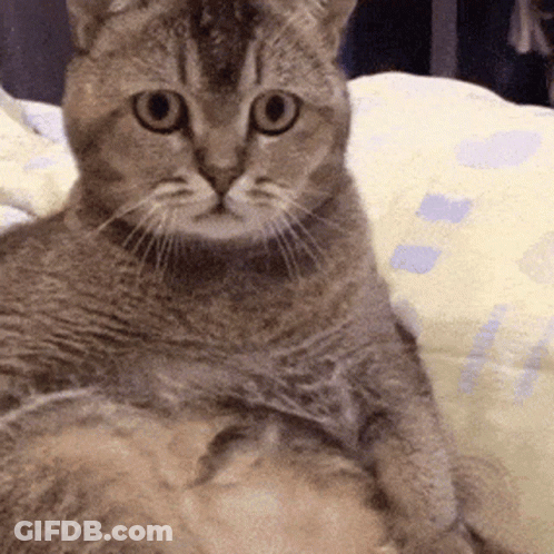 A Close Up Of A Cat Laying On A Blanket GIF