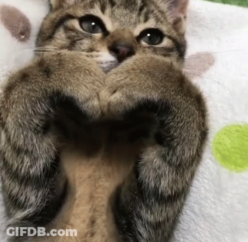 A Close Up Of A Cat Laying On A Blanket With Its Paws In Its Mouth GIF