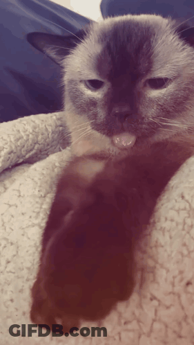A Close Up Of A Cat Laying On A Blanket With Its Tongue Out GIF