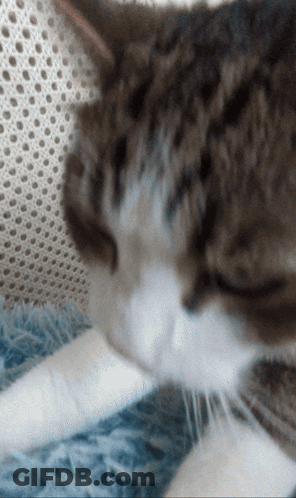 A Close Up Of A Cat Laying On A Blue Blanket With Its Eyes Closed GIF