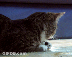 A Close Up Of A Cat Laying On A Carpet With A Blue Background GIF