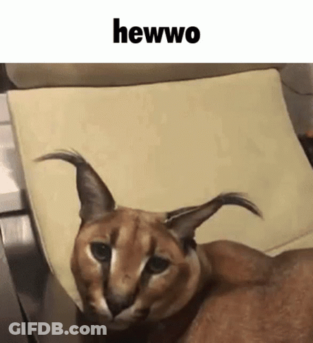 A Close Up Of A Cat Laying On A Chair With The Words Hewwo Written Above It . GIF