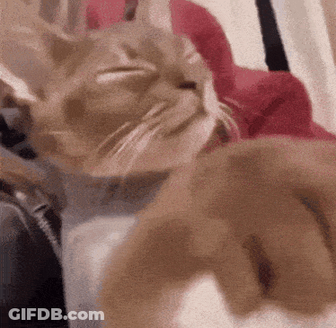 A Close Up Of A Cat Laying On A Couch With Its Eyes Closed GIF