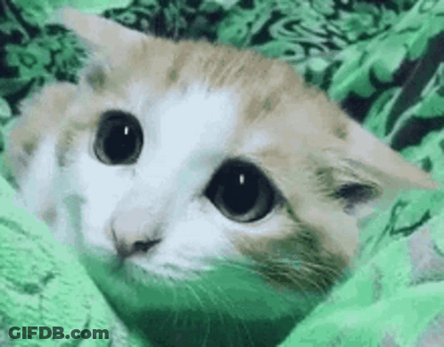 A Close Up Of A Cat Laying On A Green Blanket Looking At The Camera . GIF