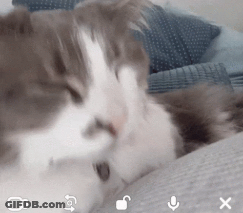 A Close Up Of A Cat Laying On A Person 'S Lap With A Microphone Icon In The Corner GIF