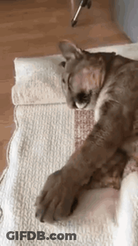A Close Up Of A Cat Laying On A Rug On The Floor . GIF
