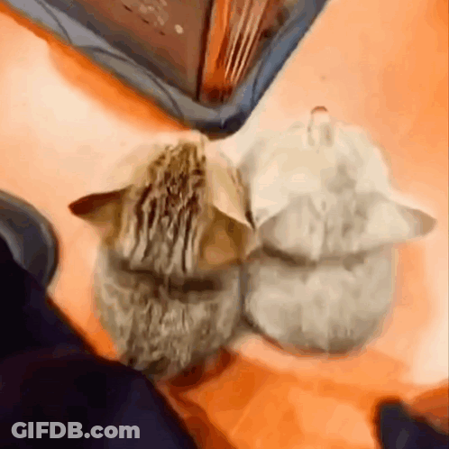 A Close Up Of A Cat Laying On A Table Next To A Pair Of Slippers . GIF