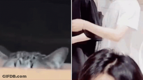A Close Up Of A Cat Laying On A Table Next To A Woman GIF