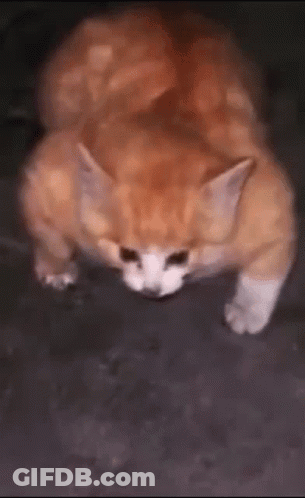 A Close Up Of A Cat Laying On Its Back On A Black Surface . GIF