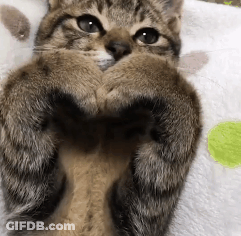 A Close Up Of A Cat Laying On Its Back On A Blanket . GIF