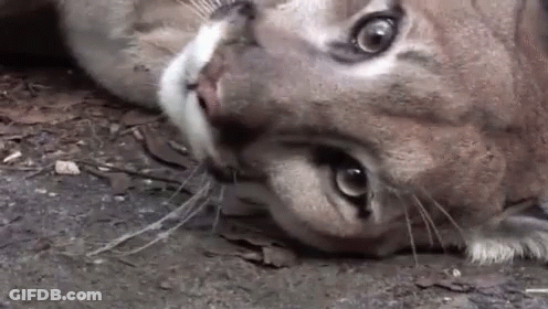 A Close Up Of A Cat Laying On The Ground Looking At The Camera . GIF