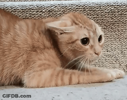 A Close Up Of A Cat Laying On The Ground Looking At The Camera GIF