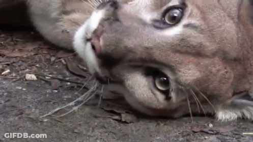 A Close Up Of A Cat Laying On The Ground Looking At The Camera . GIF