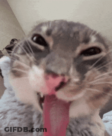 A Close Up Of A Cat Licking Its Face With Its Tongue Out GIF